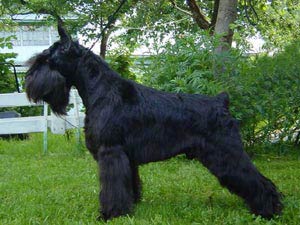 Ch. Made in Spain Xerez: - Ch. Rusia
- Ch. Luxemburgo