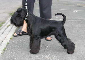 Ch. Idea-Fix Rezlark: - Ch. Internacional
- Ch. República Checa
- Ch. Eslovaquia
- Ch. Club Hungría